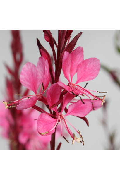 Рожеві квітки гаури крупним планом